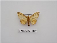 藏品(尺蛾272)的圖片